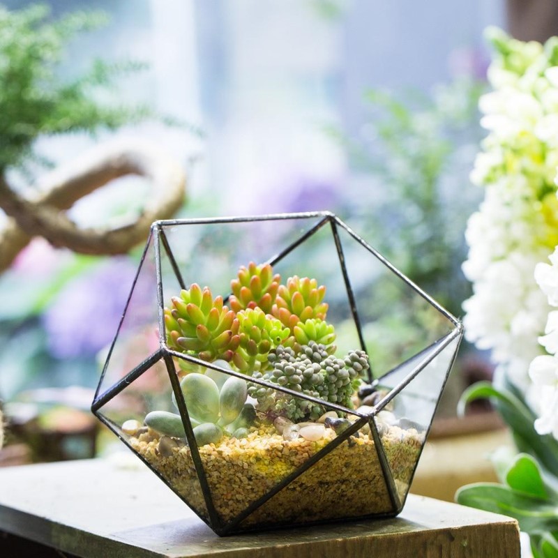 entretenir son terrarium